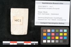 Foto (Objekt + Etikett) von Glyptostrobus europaeus Brongniarti (NHMW-GEO-2024-0188-8073)